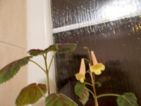 /album/fotogalerie-smithiantha2/smithiantha-sunny-day-1-jpg/